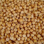 Горчица белая Семеновская (РС1)