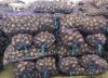 Семенной картофель ЭС