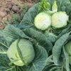 Капуста белокочанная