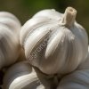 Чеснок