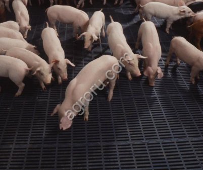 Свиньи 90-120 кг. Поросята от 7-60 кг. (с Комплекса)