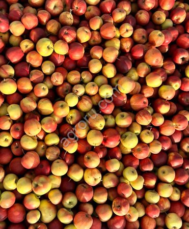 Яблоко Гала Мема в контейнерах