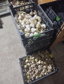 Чеснок 2025 остатки 80 кг