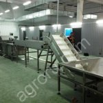 Огурец .Миницех для консервирования .