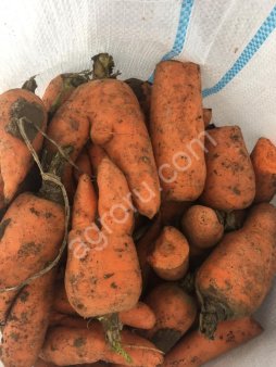 Морковь на переработку