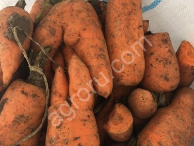 Морковь на переработку