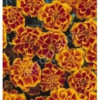 Семена  цветов Бархатцы отклоненные Дуранго Би (PanAmerican Seed) (1000шт) ПП