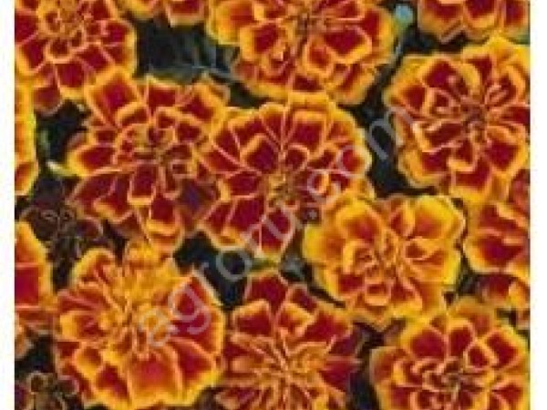 Семена  цветов Бархатцы отклоненные Дуранго Би (PanAmerican Seed) (1000шт) ПП