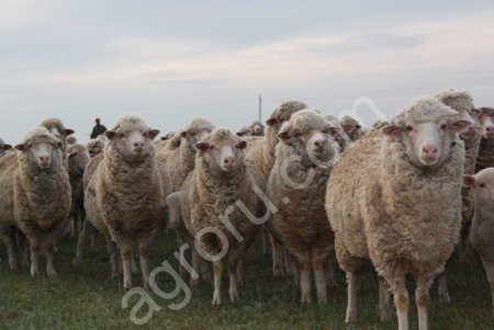 Баранина халял