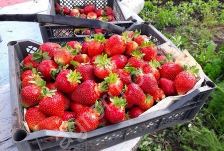 Клубника оптом