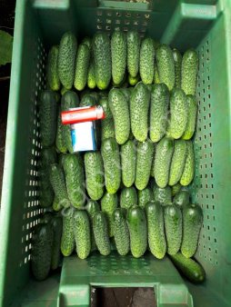 Бочковые соленые огурцы