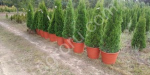 крупномеры хвойных пород