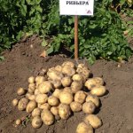 Картофель семенной Ривьера
