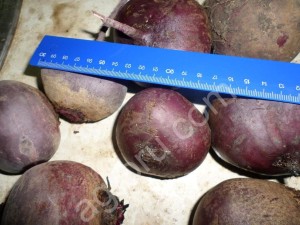 Свекла оптом от производителя