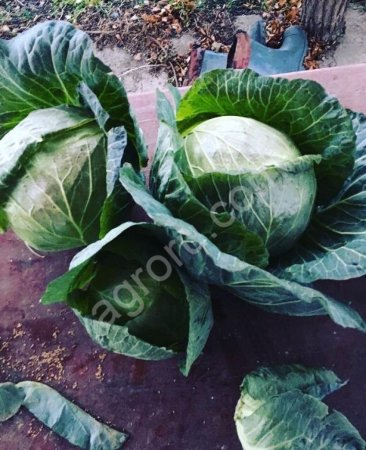 Капуста б/к