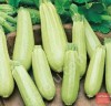 кабачки оптом