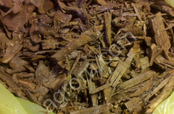 Чай трутовик настоящий