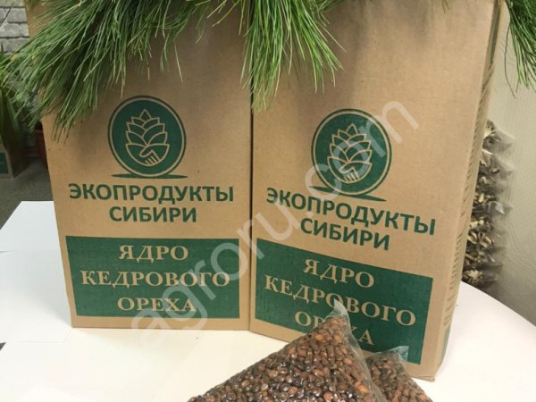 Кедровый орех в скорлупе