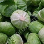 Белокочанная капуста