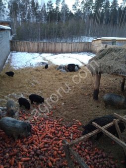 поросята Кармалы