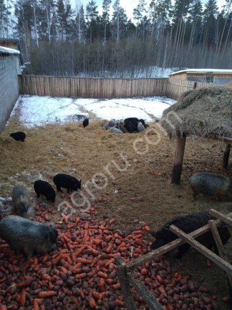 поросята Кармалы
