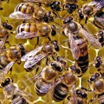 пчёлы карника