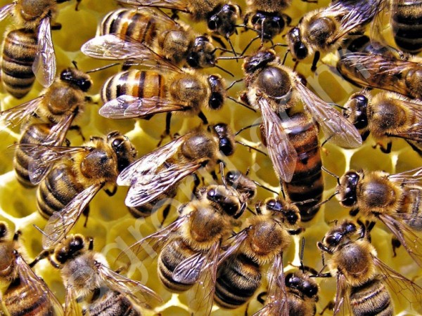 пчёлы карника
