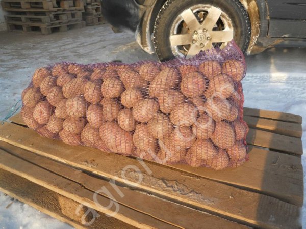 Картофель оптом урожай 2018 года