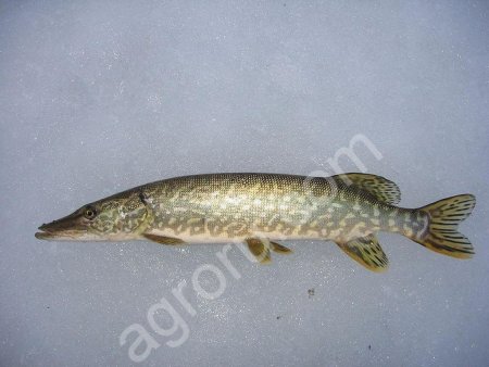 Ряпушка, щука, налим, сырок - свежемороженая рыба