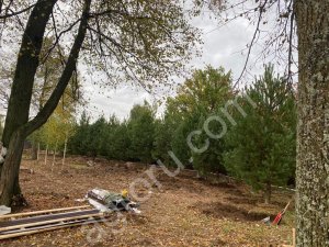 Сосна обыкновенная 5-5.5м . Крупномеры.