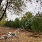 Сосна обыкновенная 5-5.5м . Крупномеры.