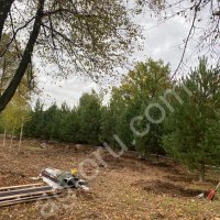 Сосна обыкновенная 5-5.5м . Крупномеры.