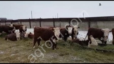 племенные телки казахской белоголовой породы