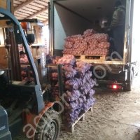 картофель свежий продовольственный