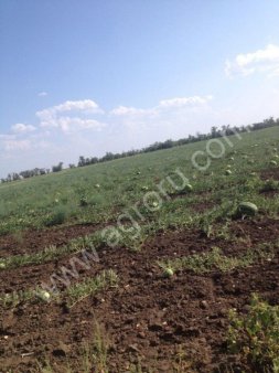 Арбуз оптом от производителя