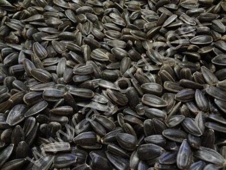 Подсолнечник оптом