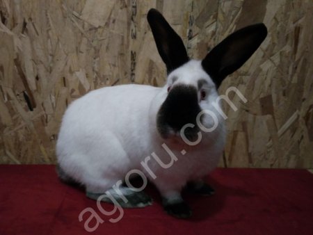 Кролики. Калифорния Серебро Венский