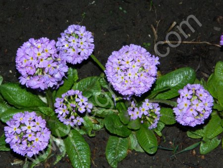 Примула мелкозубчатая светло-лиловая