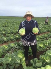 Капуста оптом от 20Т