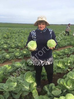 Капуста оптом от 20Т