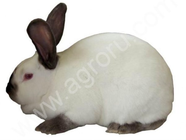 Комбикорм для кроликов