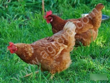 Хорошие курицы утки гуси ко двору