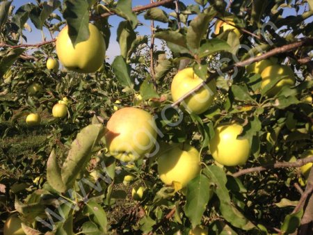 Полтавские ЯБЛОЧКИ