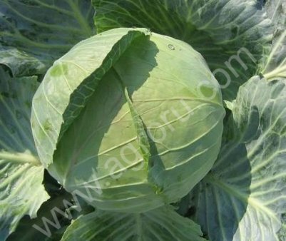 капуста оптом