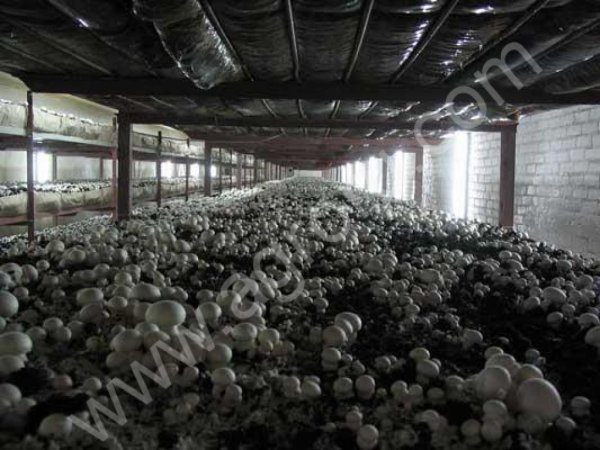 Грибы шампиньоны свежие