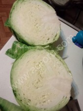 Капуста