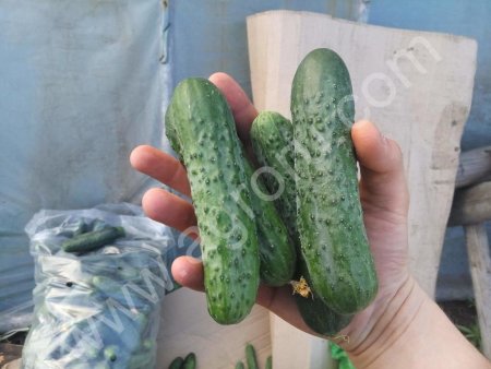 Огурцы Кураж