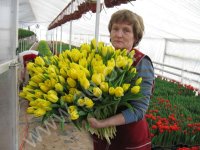 Тюльпаны от производителя