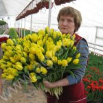 Тюльпаны от производителя