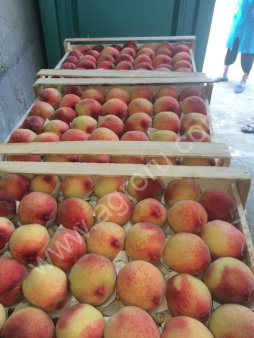 Овощи, фрукты